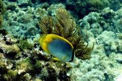 Butterflyfish - Spotfin Butterflyfish - Chaetodon ocellatus