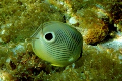 Butterflyfish - Foureye Butterflyfish - Chaetodon capistratus