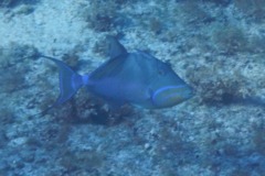 Triggerfish - Queen Triggerfish - Balistes vetula