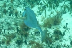 Trunkfish - Buffalo Trunkfish - Lactophrys trigonus