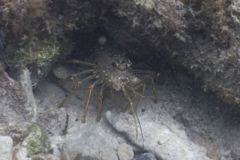 Spiny Lobsters - Caribbean Spiny Lobster - Panulirus argus