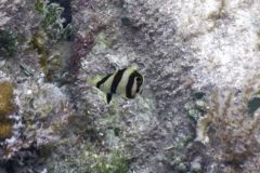 Butterflyfish - Banded Butterflyfish - Chaetodon striatus