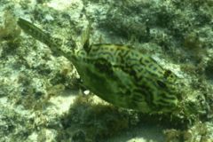 Trunkfish - Scrawled Cowfish - Acanthostracion quadricornis