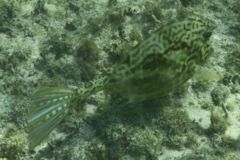 Trunkfish - Scrawled Cowfish - Acanthostracion quadricornis