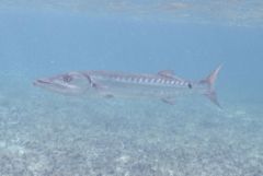 Barracuda - Great Barracuda - Sphyraena barracuda