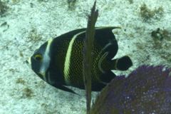 Angelfish - French Angelfish - Pomacanthus paru