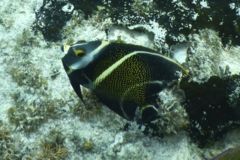 Angelfish - French Angelfish - Pomacanthus paru