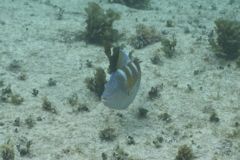 Wrasse - Puddingwife - Halichoeres radiatus