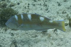 Wrasse - Puddingwife - Halichoeres radiatus