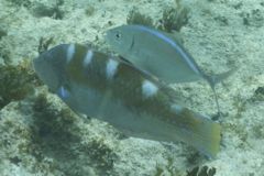 Wrasse - Puddingwife - Halichoeres radiatus