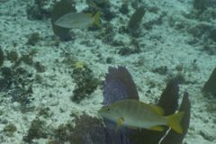 Snappers - Schoolmaster - Lutjanus apodus