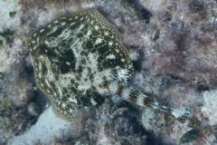 Stingrays - Yellow Stingray - Urolophus jamaicensis