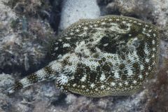 Stingrays - Yellow Stingray - Urolophus jamaicensis