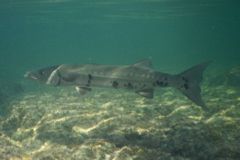 Barracuda - Great Barracuda - Sphyraena barracuda