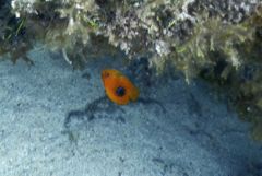 Angelfish - Rock Beauty - Holacanthus tricolor