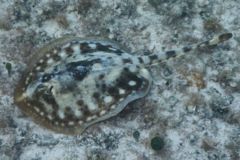 Stingrays - Yellow Stingray - Urolophus jamaicensis