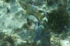 Wrasse - Puddingwife - Halichoeres radiatus