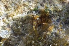 Blennies - Saddled Blenny - Malacoctenus triangulatus