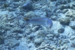 Tilefish - Sand Tilefish - Malacanthus plumieri