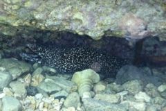 Moray - Spotted Moray - Gymnothorax moringa