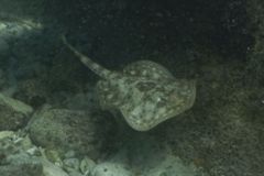 Stingrays - Yellow Stingray - Urolophus jamaicensis