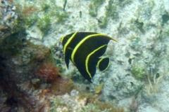 Angelfish - French Angelfish - Pomacanthus paru