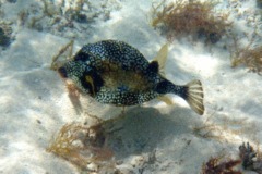 Trunkfish - Smooth Trunkfish - Lactophrys triqueter