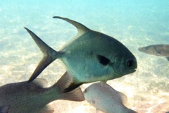 Jacks - Permit - Trachinotus falcatus