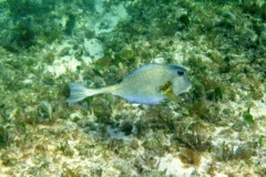 Trunkfish - Buffalo Trunkfish - Lactophrys trigonus