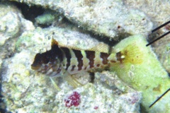 Blennies - Saddled Blenny - Malacoctenus triangulatus