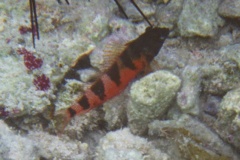 Blennies - Saddled Blenny - Malacoctenus triangulatus