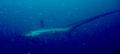 Thresher Sharks - Pelagic Thresher - Alopias pelagicus