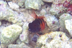 Blennies - Saddled Blenny - Malacoctenus triangulatus