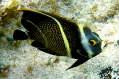 Angelfish - French Angelfish - Pomacanthus paru