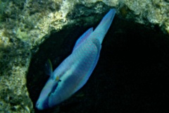 Parrotfish - Striped Parrotfish - Scarus iserti