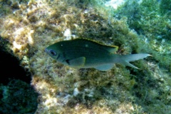 Damselfish - Brown Chromis - Chromis multilineata