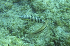 Seabasses - Harlequin Bass - Serranus tigrinus