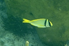 Porkfish - Porkfish - Anisotremus virginicus