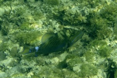 Triggerfish - Queen Triggerfish - Balistes vetula