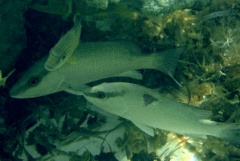 Snappers - Gray Snapper - Lutjanus griseus