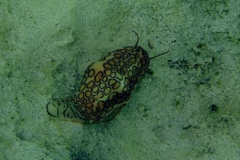 Nudibranches - Flamingo Tongue - Cyphoma gibbosum