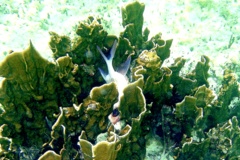 Squirrelfish - Common Squirrelfish - Holocentrus  Adscensionis