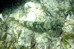 Lizardfish - Sand Diver - Synodus intermedius