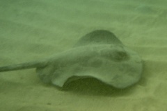 Stingrays - Whiptail Stingray - Himantura schmardae