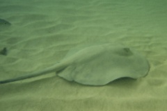 Stingrays - Whiptail Stingray - Himantura schmardae