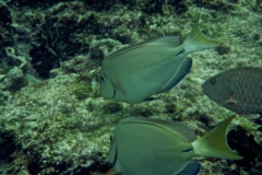 Surgeonfish - Ocean Surgeonfish - Acanthurus bahianus