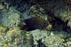 Damselfish - Beaugregory Damselfish - Stegastes leucostictus