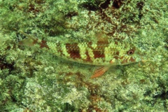 Goatfish - Spotted Goatfish - Pseudupeneus maculatus