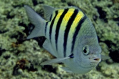 Damselfish - Sergeant Major - Abudefduf saxatilis