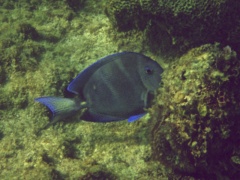 Surgeonfish - Blue Tang - Acanthurus coeruleus